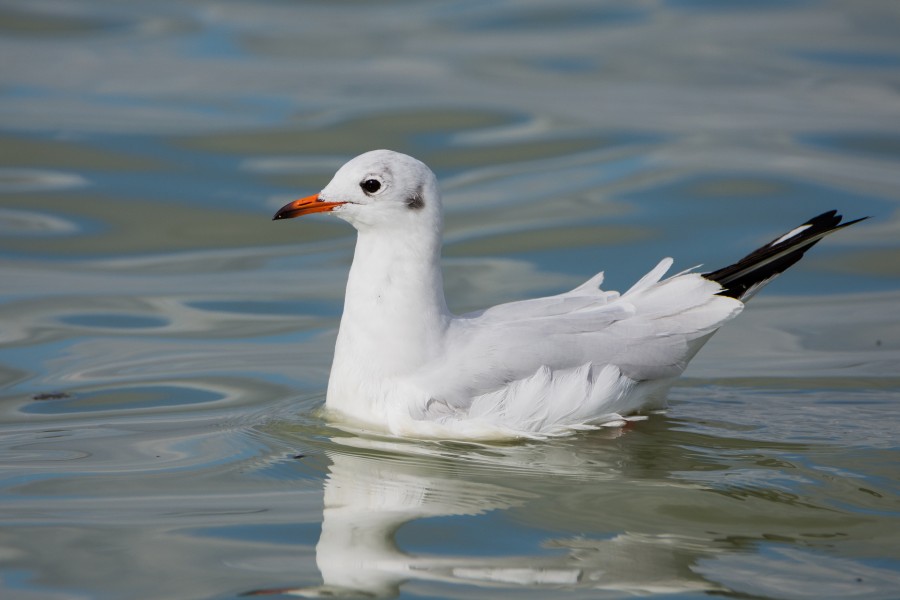 Mouette rieuse (Black-headed Gull) Chroicocephalus ridibundus