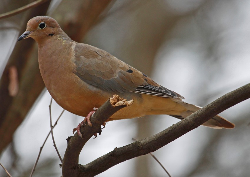 Mourning Dove - Zenaida macroura, Woodbridge, Virginia