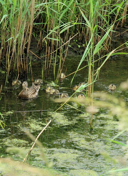 MS-010 Entenfamilie in den Rieselfeldern Münster