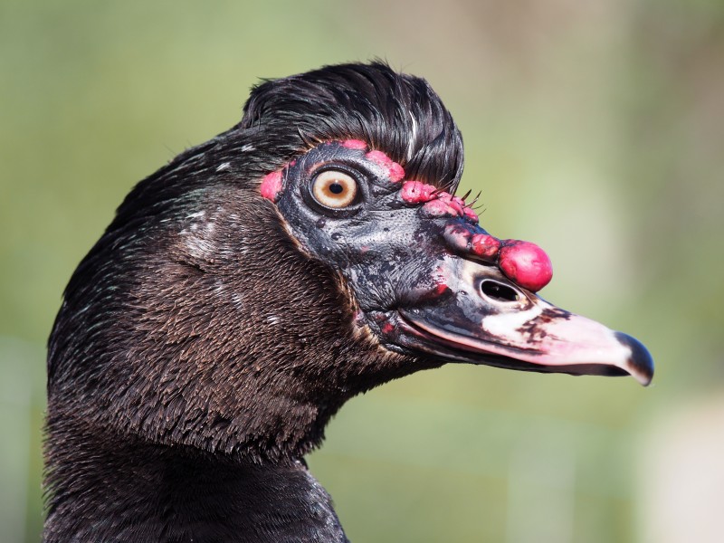 Muscovy duck portrait 1