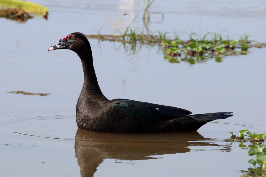 Muskovy duck (Cairina moschata)