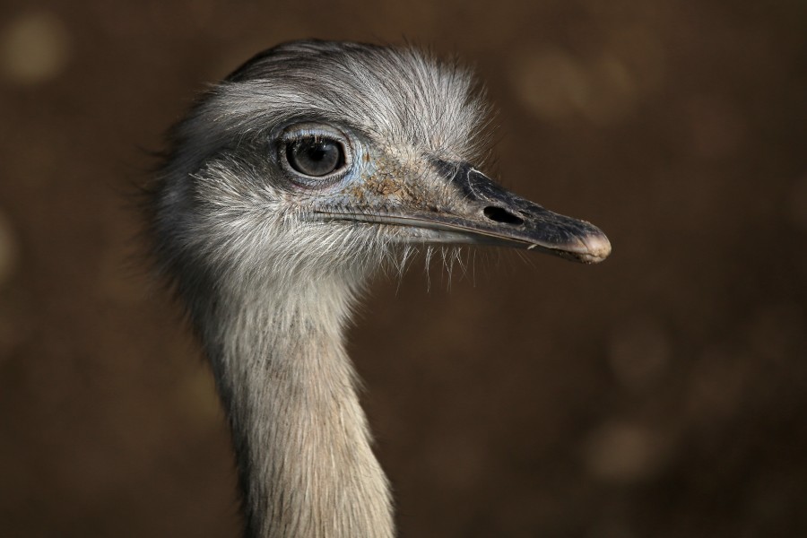 Nandu (Rhea americana) Zoo Salzburg 2014 d