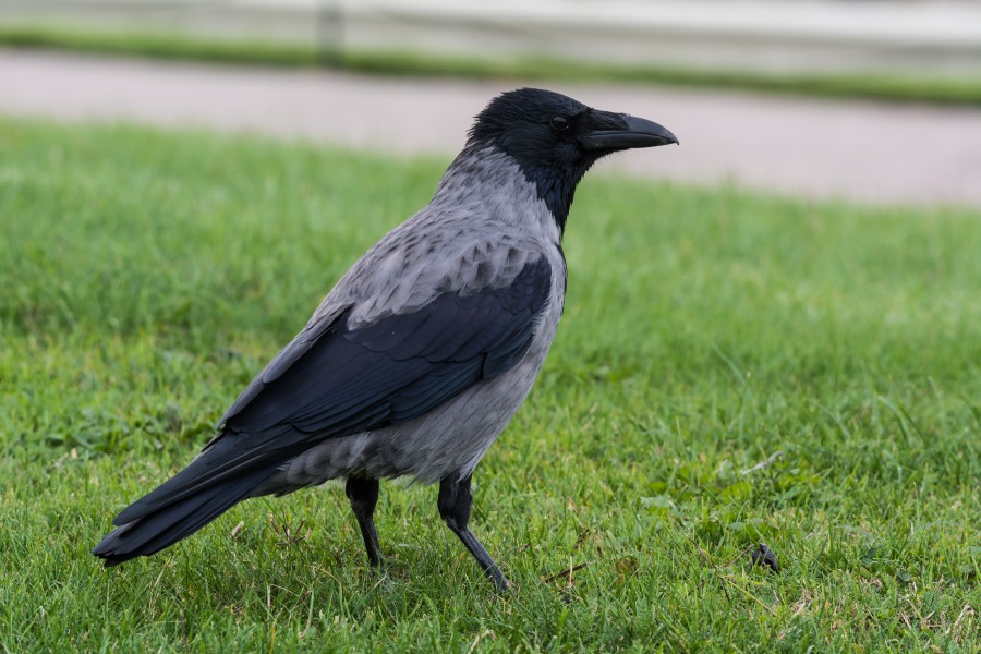 Nebelkrähe Corvus cornix, Belvedere, Wien