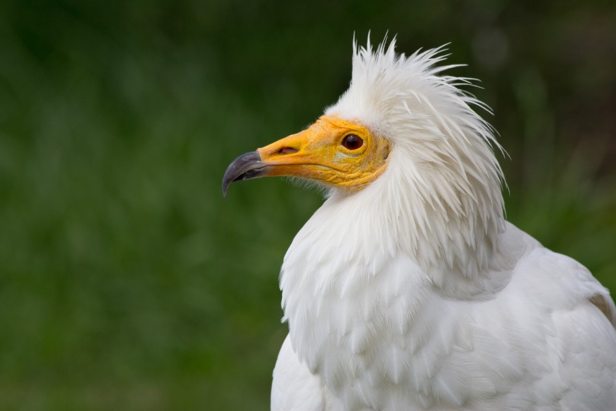 Neophron percnopterus - 02