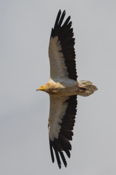 Neophron percnopterus in flight il