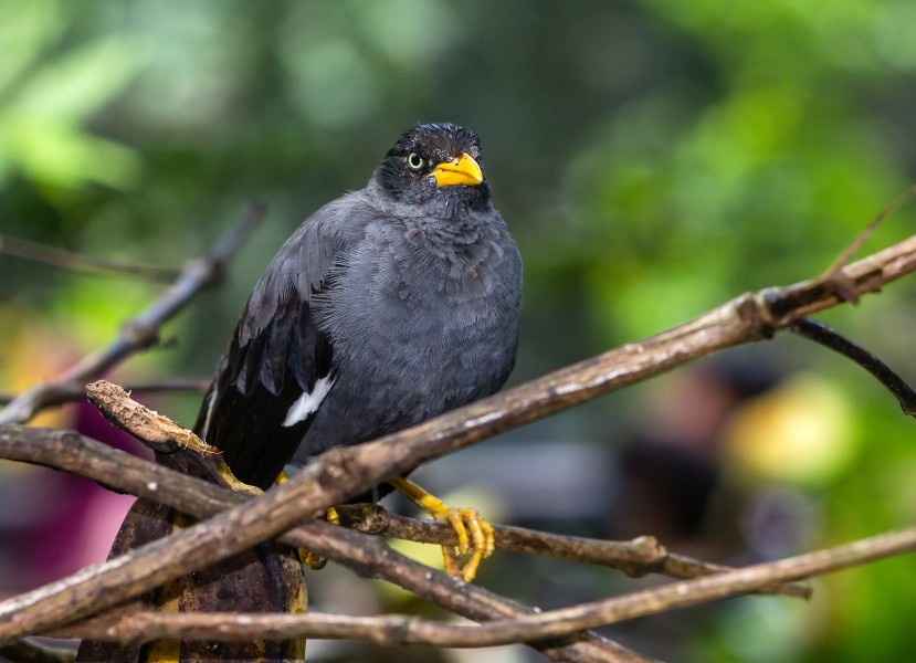 Noisy miner (Manorina melanocephala), Gembira Loka Zoo, Yogyakarta, 2015-03-15