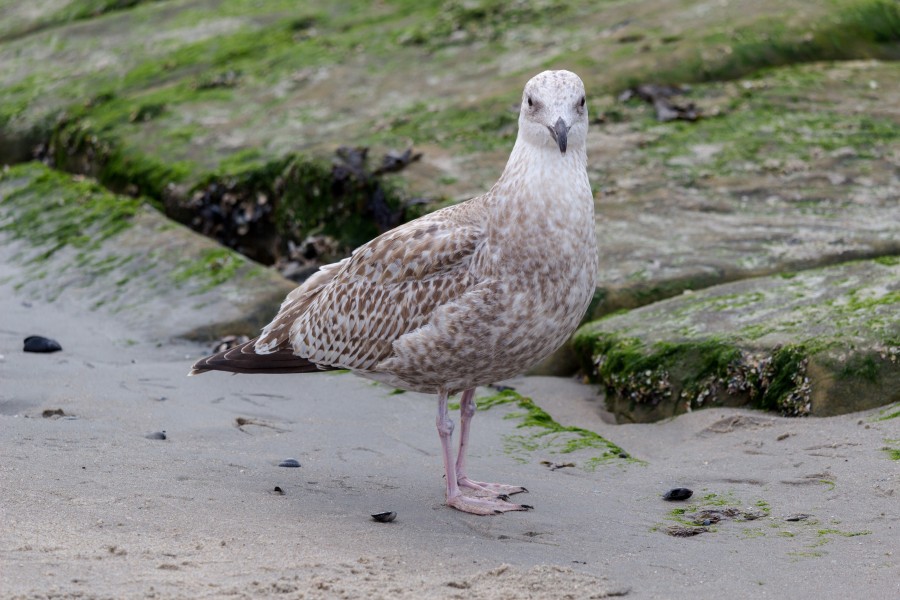 Norderney, Weststrand -- 2016 -- 4756