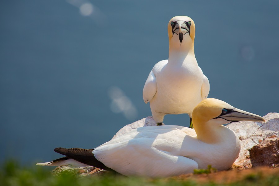 Nordsee, Helgoland (8790493436)