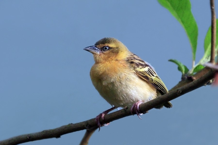 Northern brown-throated weaver (Ploceus castanops) female
