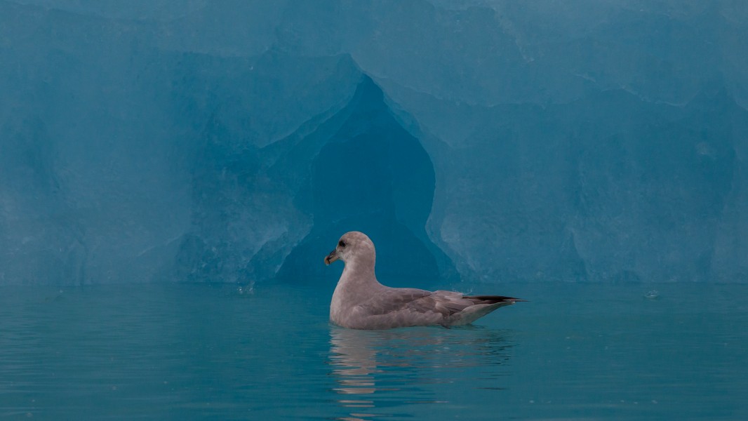 Northern fulmar (Fulmarus glacialis) in front of an Iceberg in Liefdefjord, Svalbard