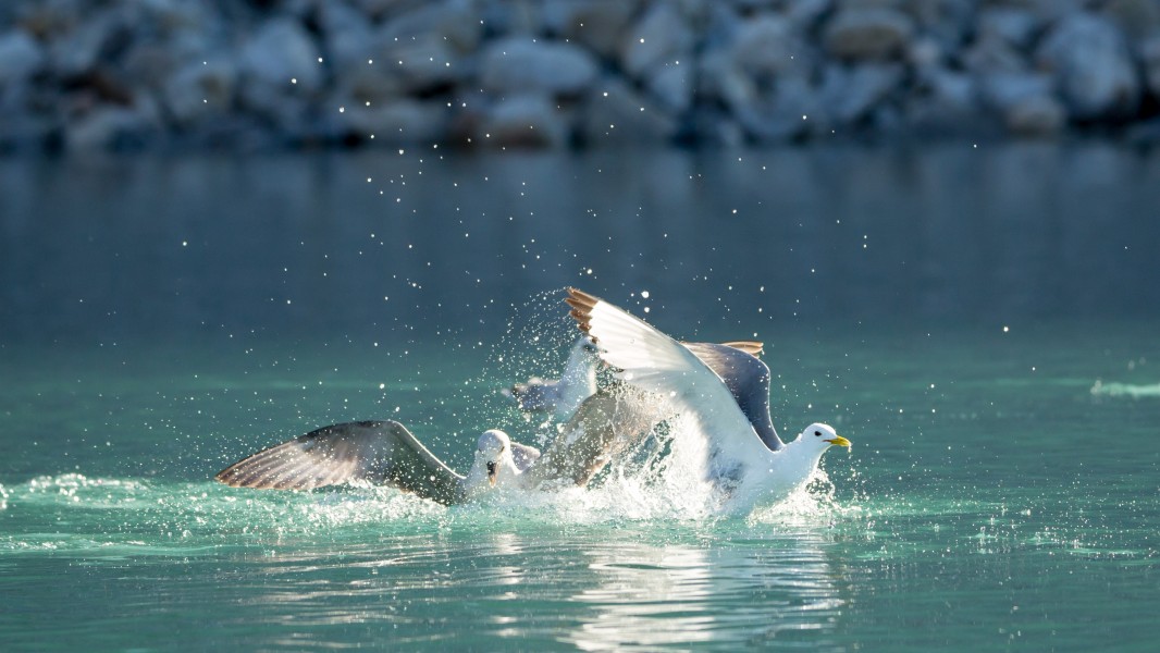 Northern fulmars chasing Kittywakes away from their fishing ground, Svalbard