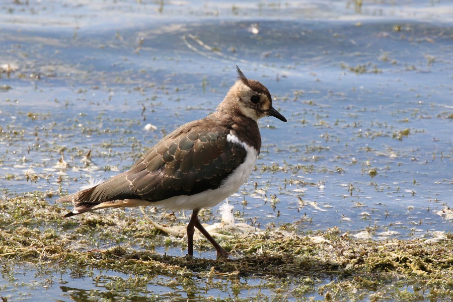 Northern lapwing (Vanellus vanellus) Standlake
