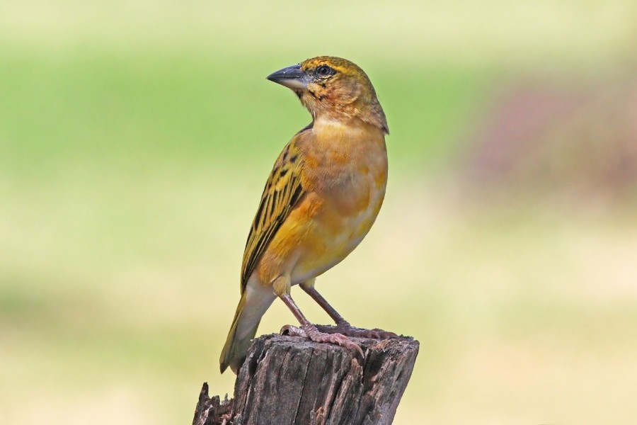 Northern masked weaver (Ploceus taeniopterus) male non-breeding