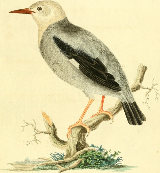 Nouvelles illustrations de zoologie - contenant cinquante planches enlumineés d'oiseaux curieux, et qui non etés jamais descrits, et quelques de quadrupedes, de reptiles et d'insectes, avec de courtes (14750327672)