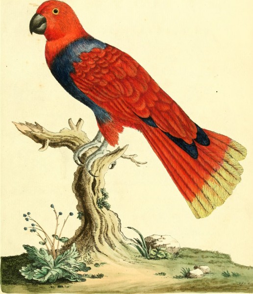 Nouvelles illustrations de zoologie - contenant cinquante planches enlumineés d'oiseaux curieux, et qui non etés jamais descrits, et quelques de quadrupedes, de reptiles et d'insectes, avec de courtes (14770483573)