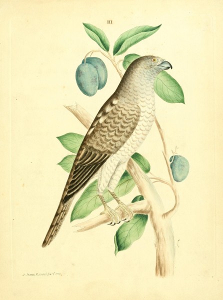Nouvelles illustrations de zoologie BHL27845736