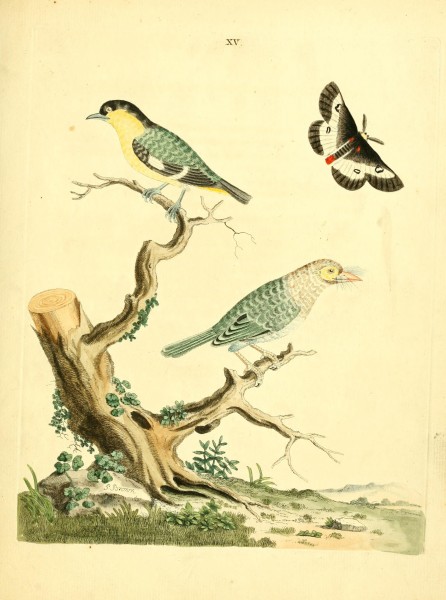 Nouvelles illustrations de zoologie BHL27845809