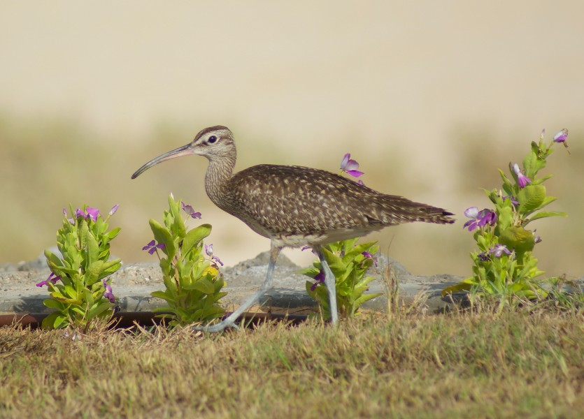 Numenius phaeopus - Yas