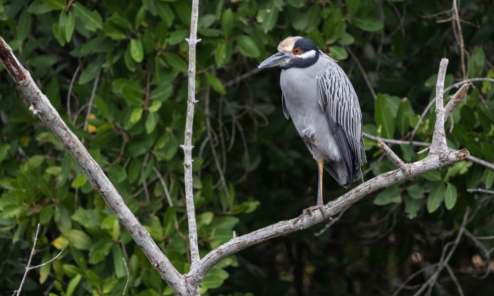 Nyctanassa violacea - Yellow crowned heron