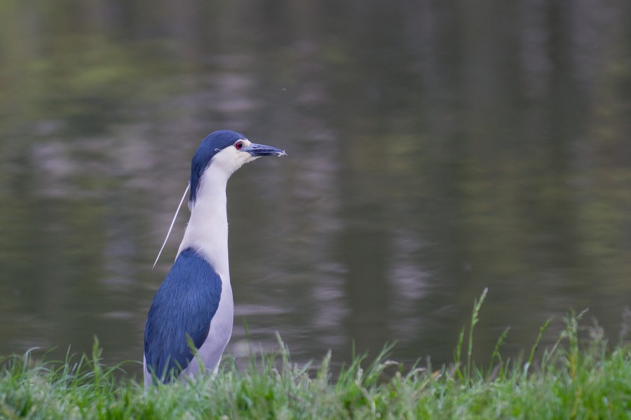 Nycticorax nycticorax - 2012-04-26 - 3