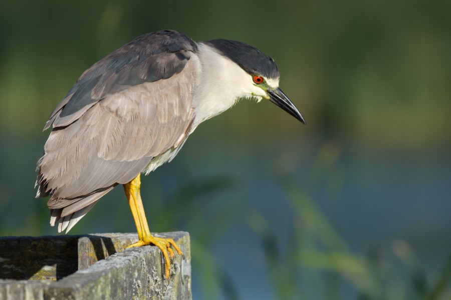 Nycticorax nycticorax at Las Gallinas Wildlife Ponds, looking down
