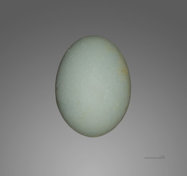 Nycticorax nycticorax MHNT