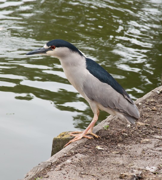 Nycticorax nycticorax Newark April 2011