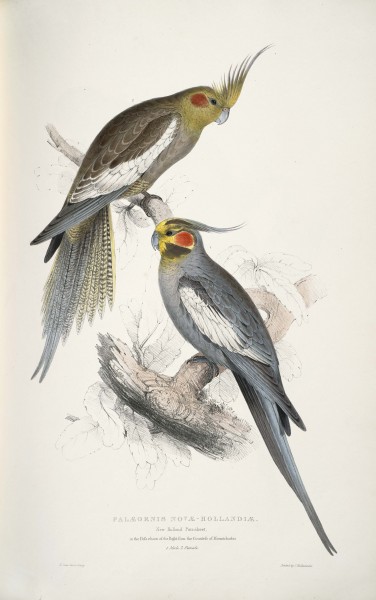 Nymphicus hollandicus -Palæornis novae-hollandiae. New HollandParrakeet -by Edward Lear 1812-1888
