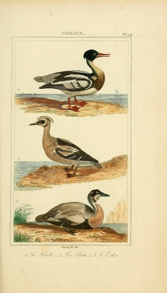 Oeuvres completes de Buffon (Pl. 104) (7845817894)