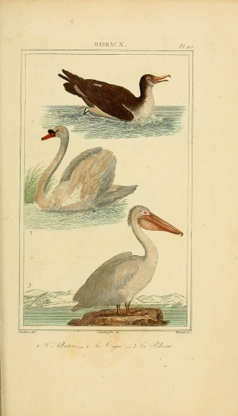 Oeuvres completes de Buffon (Pl. 105) (7845819430)