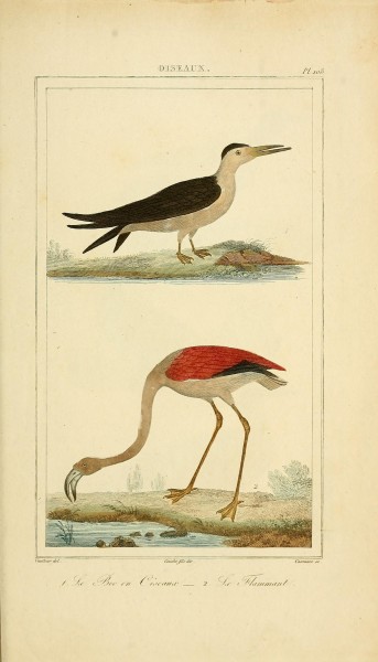 Oeuvres completes de Buffon (Pl. 108) (7845823838)