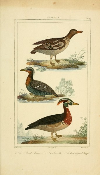 Oeuvres completes de Buffon (Pl. 109) (7845825374)