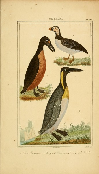 Oeuvres completes de Buffon (Pl. 110) (7845826830)