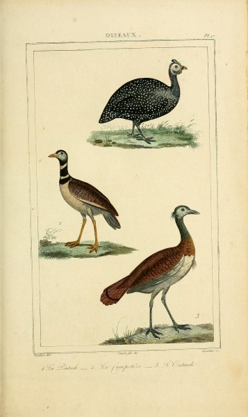 Oeuvres completes de Buffon (Pl. 20) (7845694470)