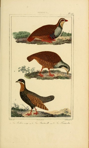 Oeuvres completes de Buffon (Pl. 27) (7845705144)