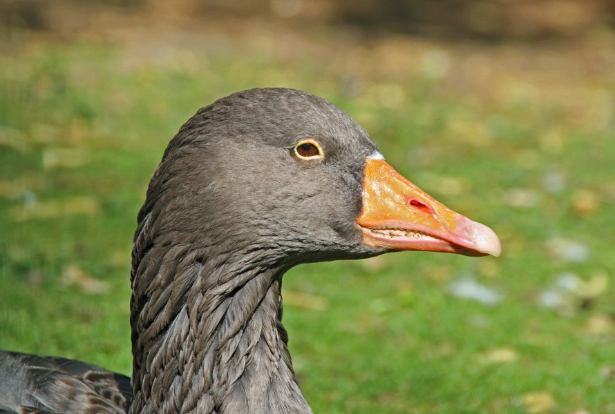 Oie cendrée