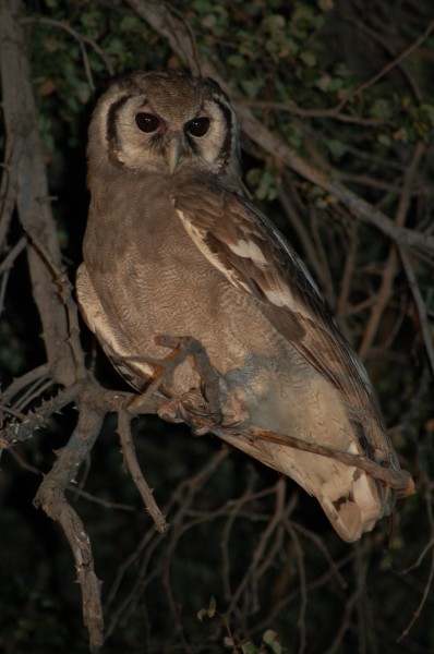 Okavango Delta, Botwana (2791791561)