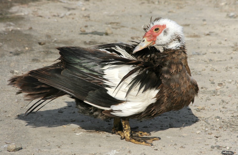 Old Cairina Moschata