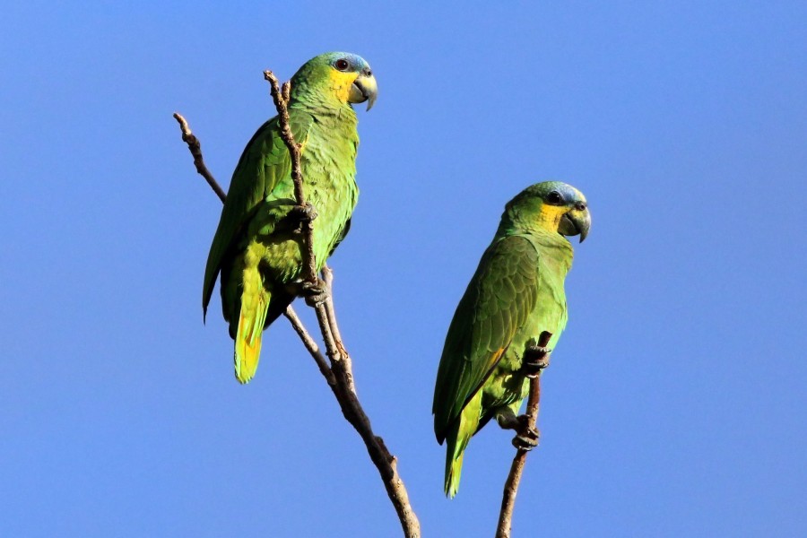 Orange-winged parrots (Amazona amazonica tobagensis)