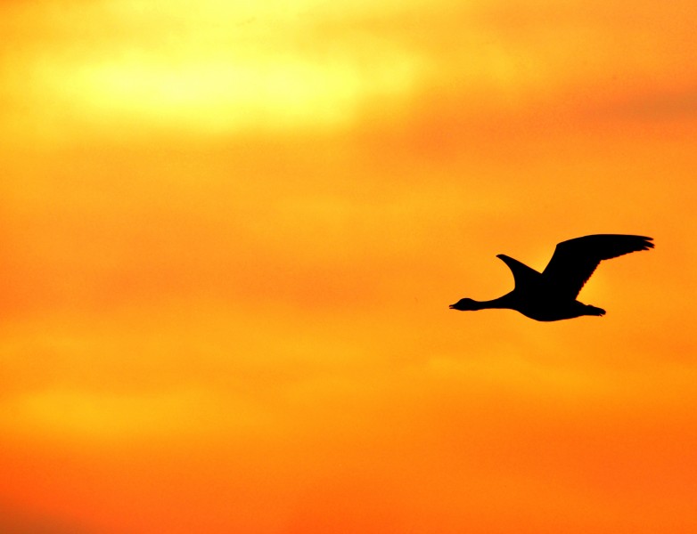 Orange Sillouetted Goose DSC 0036