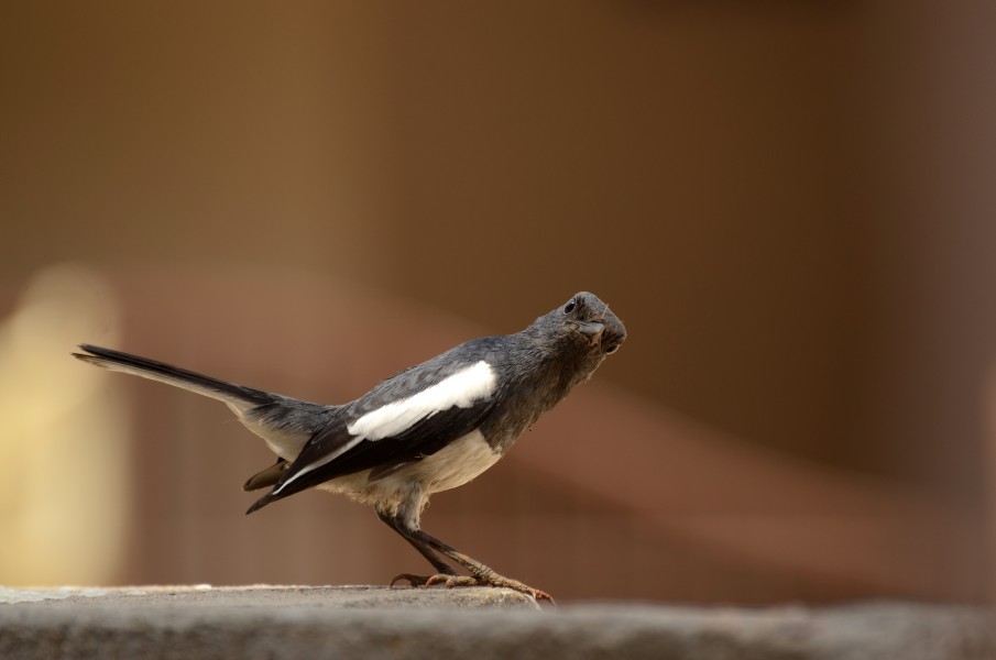 Oriental magpie-robin (Copsychus saularis) from Tiruchirapalli district JEG1051