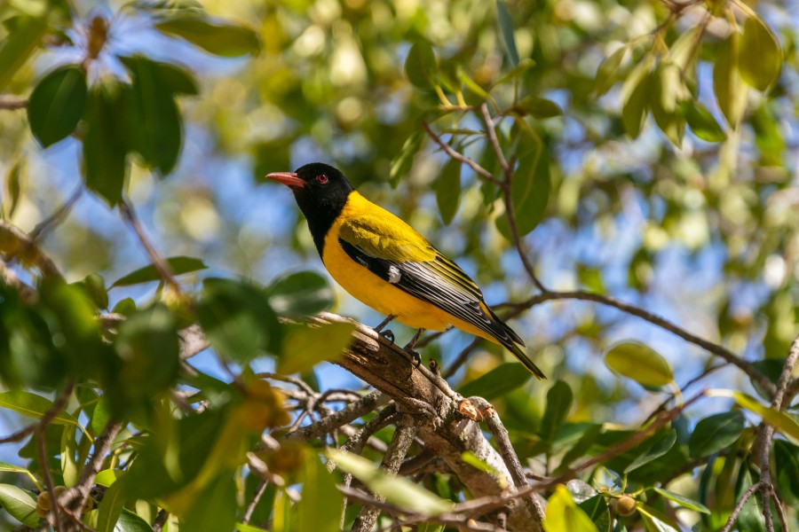 Oropéndola enmascarada (Oriolus larvatus), parque nacional Kruger, Sudáfrica, 2018-07-25, DD 29