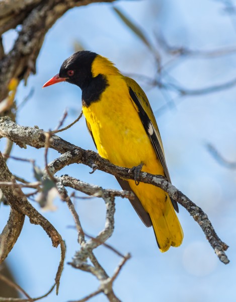 Oropéndola enmascarada (Oriolus larvatus), parque nacional Kruger, Sudáfrica, 2018-07-25, DD 44