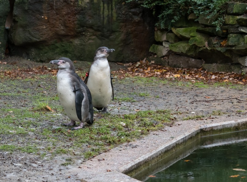 Osnabrück - Zoo - Humboldt-Pinguine 01