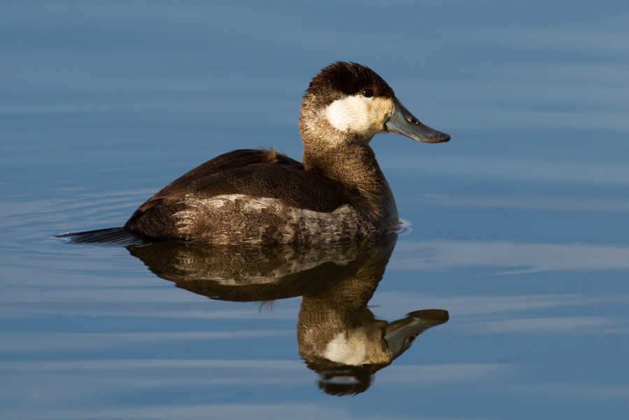 Oxyura jamaicensis at Las Gallinas Wildlife Ponds