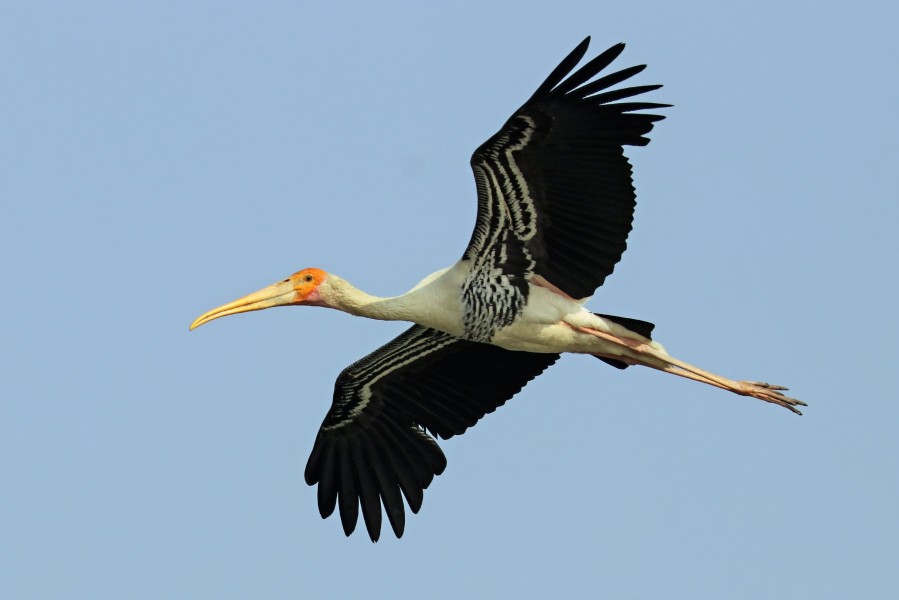 Painted stork (Mycteria Leucocephala) in flight