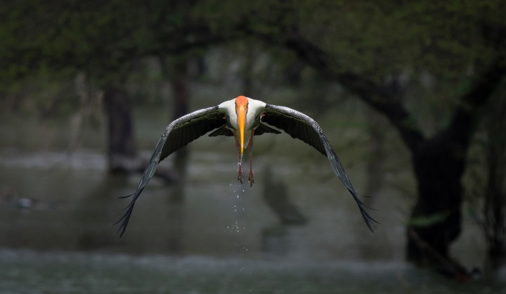 PaintedStork Koonthankulam
