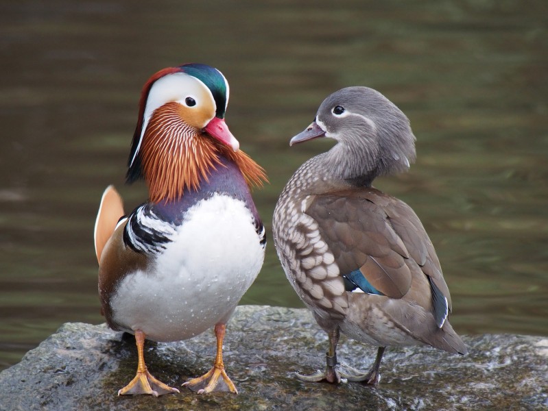 Pair of mandarin ducks
