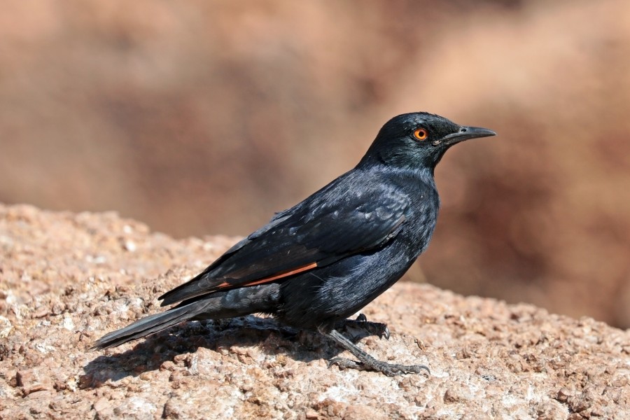 Pale-winged starling (Onychognathus nabouroup)