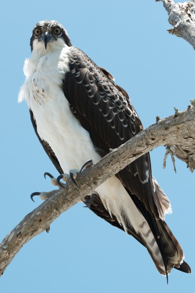 Pandion haliaetus -Sanibel Island, Florida, USA -juvenile-8